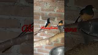 Download Lagu Murai Batu Jantan Merayu Betina Minta Kawin#shorts MP3