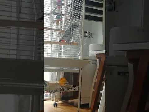 کاسکو سخنگو باهوش ترین کاسکو ممد جون