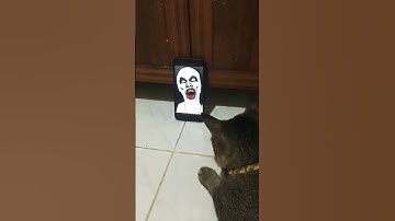 Thumbnail of Kucing Takut Hantu Part 2 #shorts #hantu