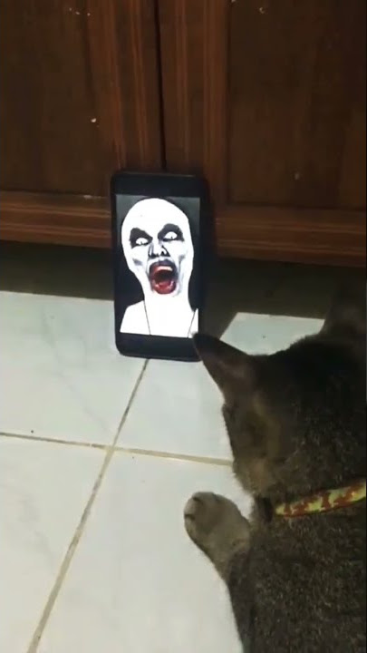 Kucing Takut Hantu Part 2 #shorts #hantu
