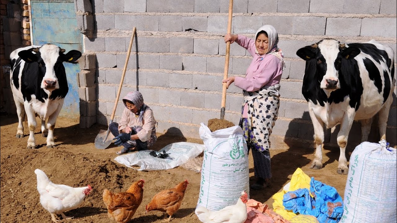 Daily Farm Work: Cleaning Under Cows in Village Life