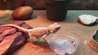 Baby Citrus Bearded Dragon