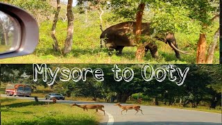 Mysore to Ooty Lockdown Travel | Forest Drive | Wild animals encounter | Bandipur-Masinagudi