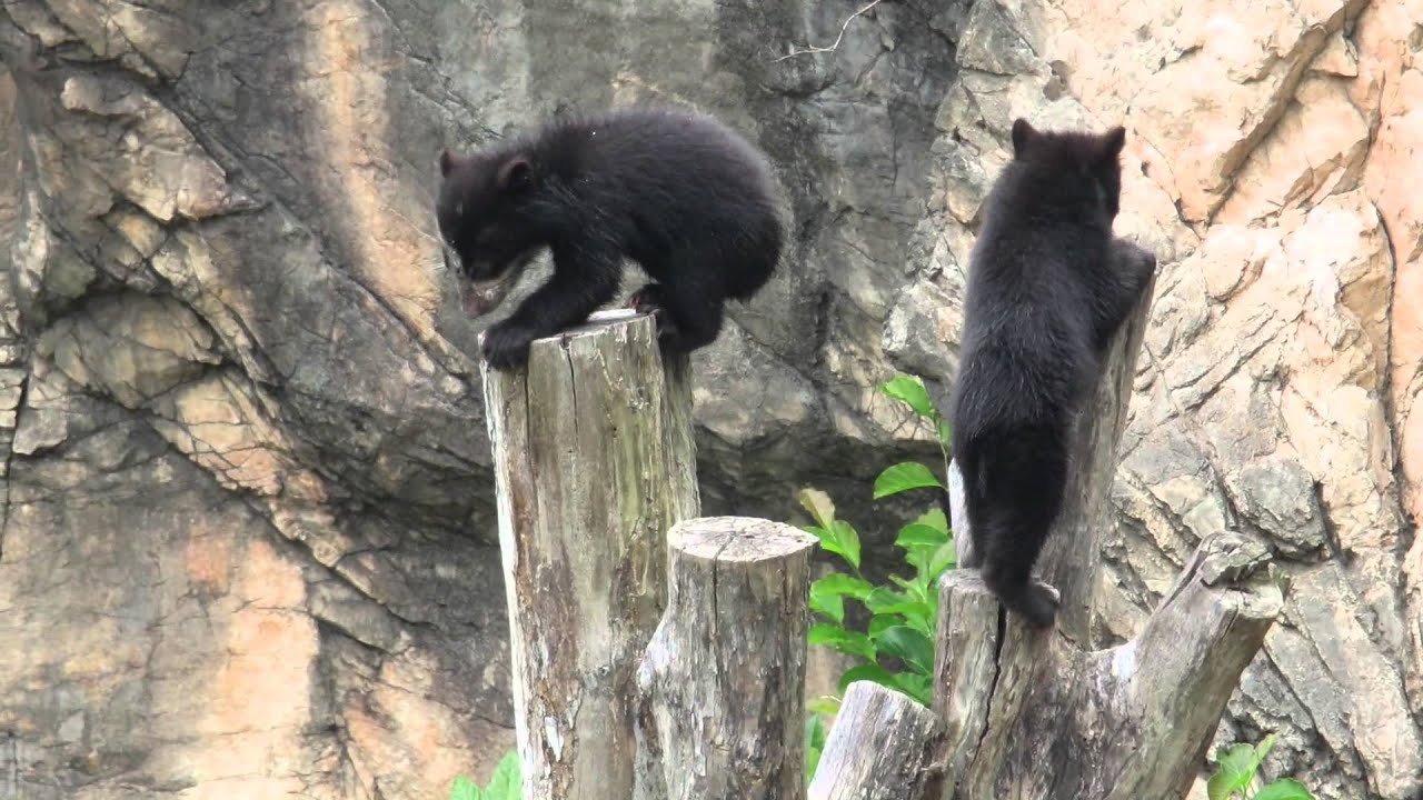 メガネグマの 双子の赤ちゃん ズーラシア 14 06 23 Spectacled Bear Twins Youtube