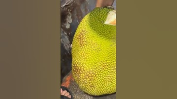 Dạt Mặt Mít Ruột Đỏ Indo tại Vựa #shortvideo #shorts