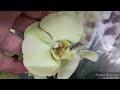 Орхидеи в Леруа Мерлен ТЦ Амбар г.Самара 23 апреля 2023г.