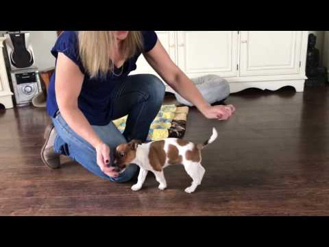 Video: So Trainieren Sie Ihren Jack Russell Terrier-Welpen Zu Hause
