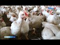 В Белгородской области ликвидируют очаги птичьего гриппа