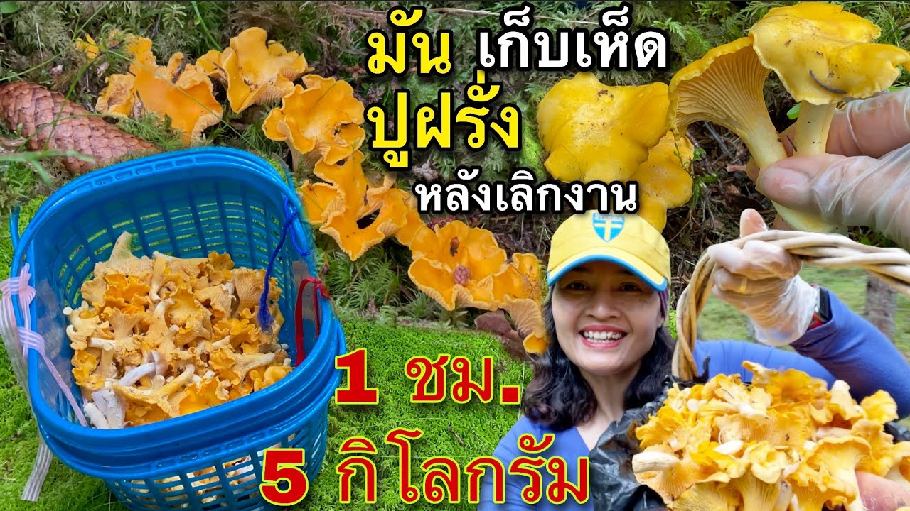 แจ็คพ๊อต ? 7 ต.ค. เก็บเห็ดหลังเลิกงาน ป่าวันนี้เก็บเห็ดมันปู 1 ชม. ได้ 5 กิโล สวย ฟิน เวอร์ ห้ามพลาด