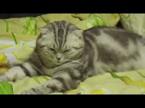 Кошке очень хочется спать