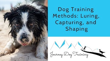 Dog Training Methods: Luring, Capturing, and Shaping