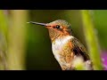 The Scintillant Hummingbird