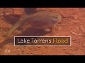 Flooding at Lake Torrens in Central South Australia (1989) | RetroFocus | ABC Australia