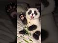 Panda ya Puppy? Aap hi batao! 🐼🐶#Panda #CuteAnimals #PandaDog #PuppyLove