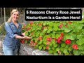 5 Reasons Cherry Rose Jewel Nasturtium is a Garden Hero!
