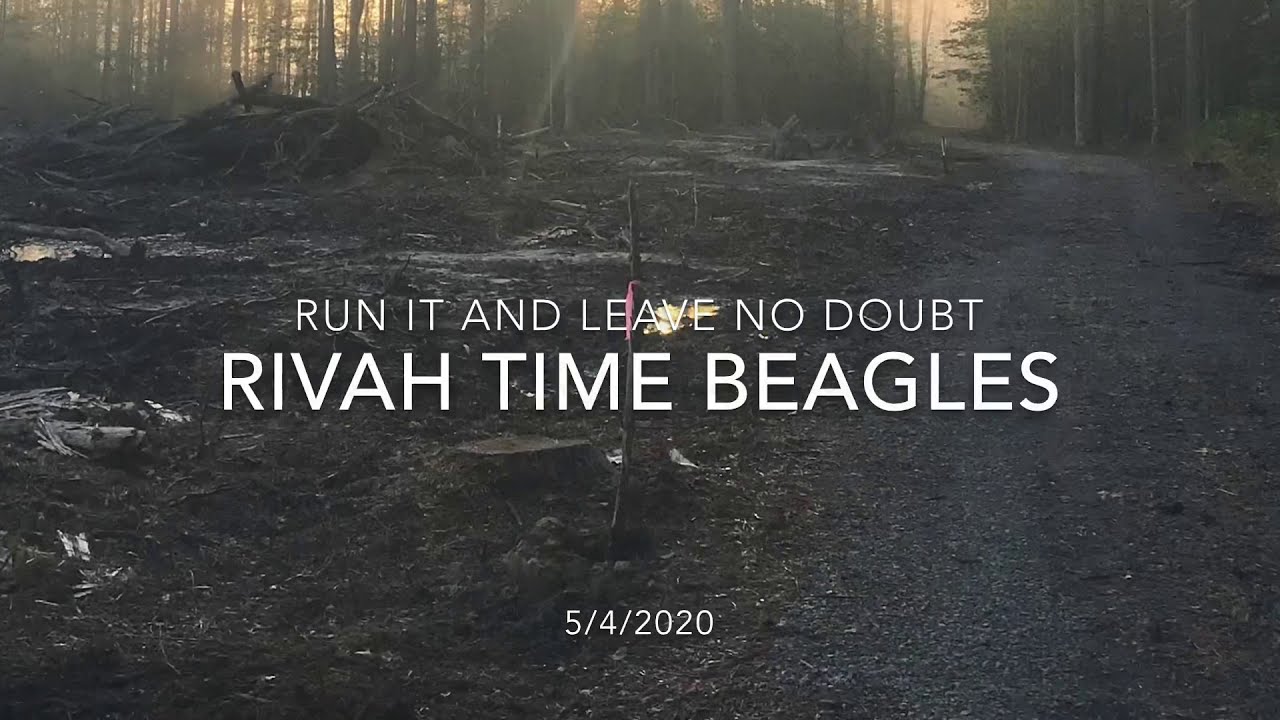 Rivah Time Beagles Spring Brace Rabbit Beagle Training, how to train