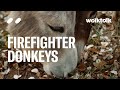Firefighter Donkeys Helping Save Doñana National Park