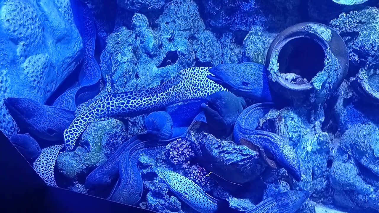 BXSea Bintaro XChange Mall - 1