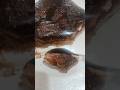 chocolate sandwich #short #shorts #ytshort #food #recipe #cooking #trending #viral #delicious