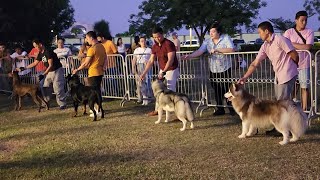 AGOUTI Husky wins BEST ADULT MALE cat. versus DOBERMAN / ROTTWEILER / Am. BULLY in Local Fun Match by SPARTAN ALPHA TV 322 views 1 year ago 3 minutes, 16 seconds