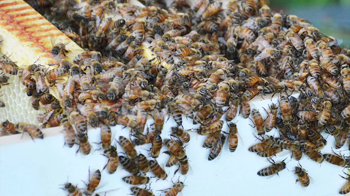 Honey for Betsy & Jacob