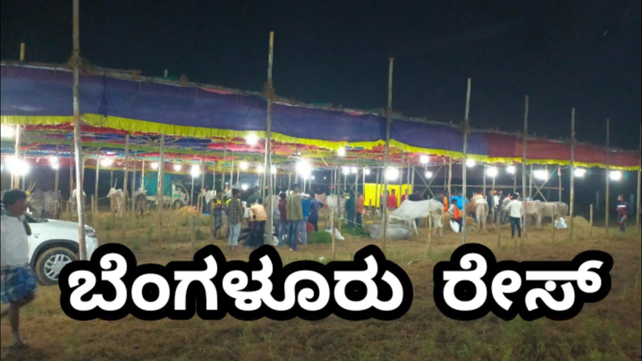 Bengaluru Bull Race | Begining of Bengaluru Bull Race | South Indian ...