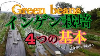 インゲン栽培4つの基本　［Green beans］