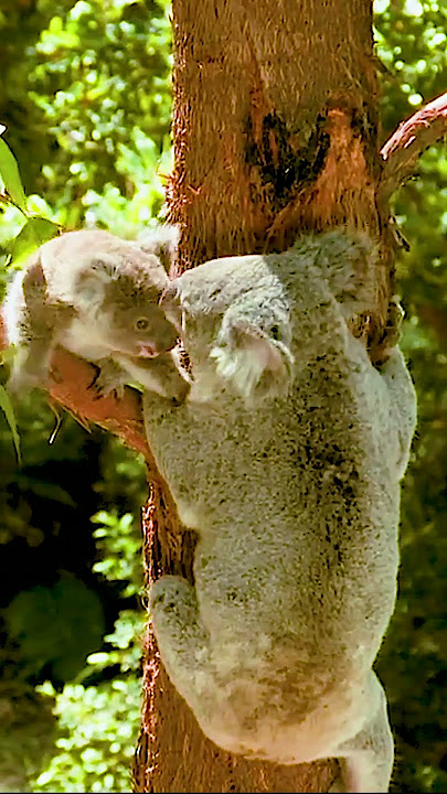 Koala Sound, Baby Koala & Koala Bear Mom, Koala Noise (Australian Animal Sounds/Koalas)😍