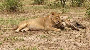 A Pregnant Lioness Lay Beside a Hyena — Moments Later, the Lioness Found Dead