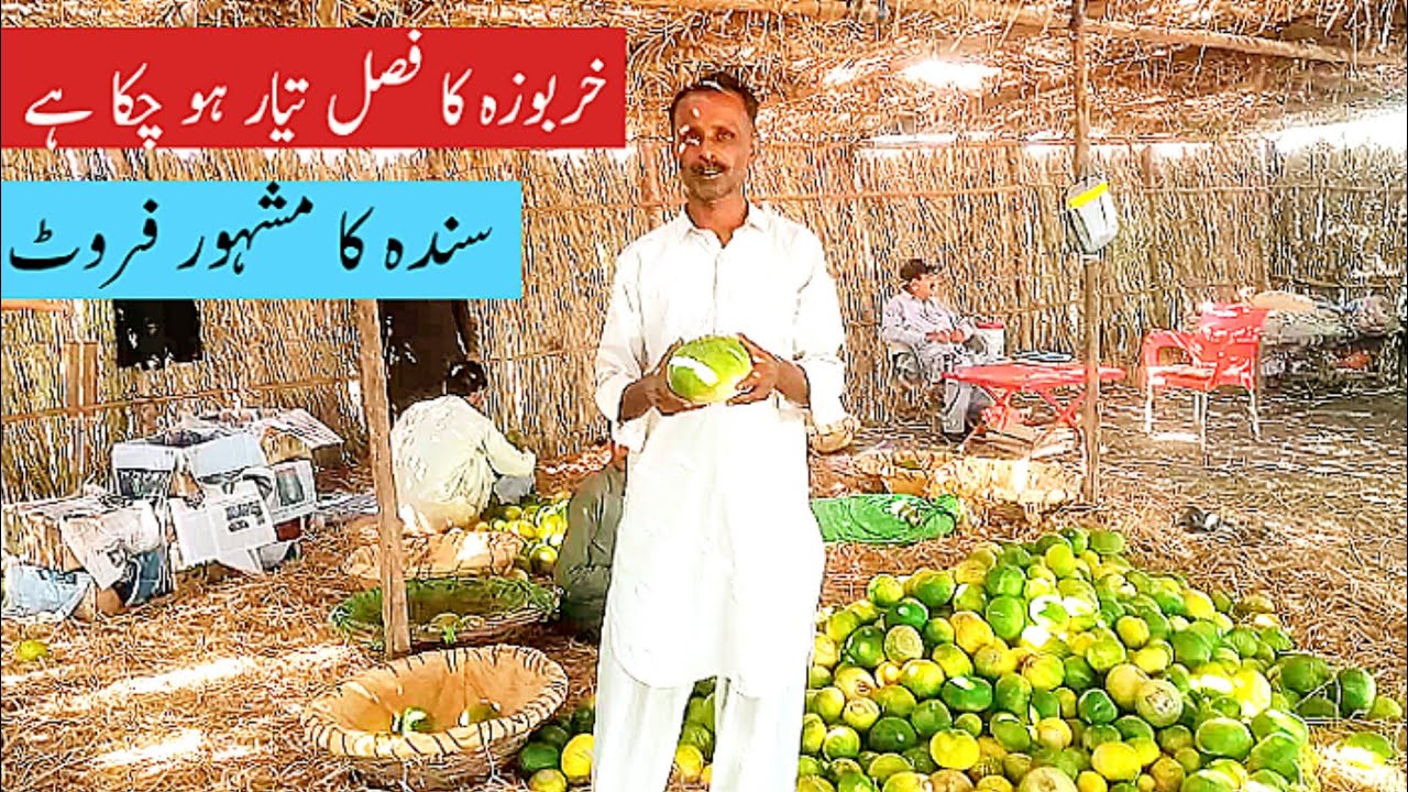 Musk Melon Crop Farming in Pakistan Province Sindh Sweet Melon Fruit