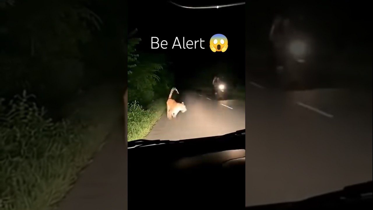 Tiger spotted at mayudia-Roing Arunachal Pradesh 