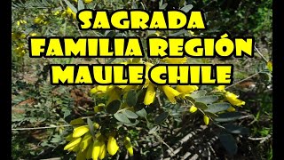 Sagrada Familia región Maule Chile @naturalezas7