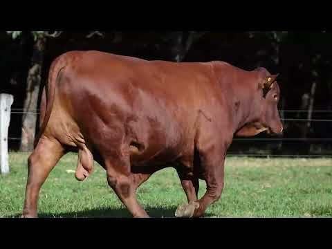 LOTE 06   MMM 1336