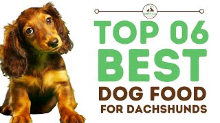 Best Dog Food for Dachshunds