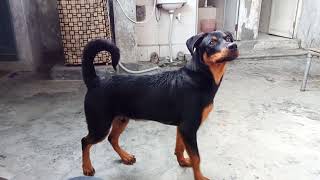 My 6 months old german shepherd rottweiler mix puppy. mother german shepherd and father Rottweiler.
