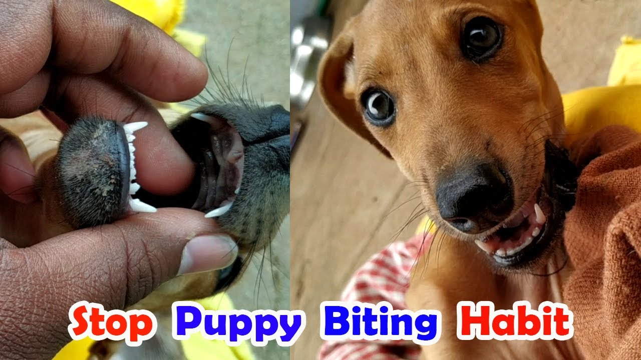 Image showcasing A-Z about Puppy Biting habit & correction | உங்க நாய் இனி கண்டதையும் ...