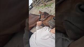 Horse Enjoys Relaxing Time with Owner