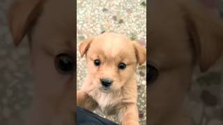 New Cool Tool New Viral Gadgets, Smart Kichen Appliances, Tolls, Utensils, Homecleaning