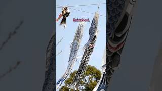 Koinobori Carp Streamers in Japan #koinobori #japan #japaneseculture #lifeinjapan #japantravel