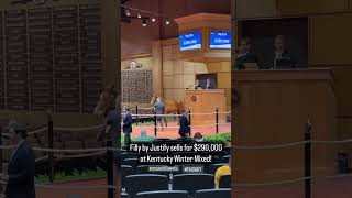 Justify filly sells for $290,000 at Kentucky Winter Mixed (2024) #horse #horseracing