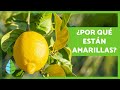 HOJAS AMARILLAS en el LIMONERO 🌳🍋 (Causas y SOLUCIONES ✅)