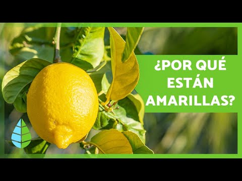 Video: Las hojas de limón se vuelven amarillas: causas de las hojas amarillas en un limonero