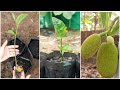 How to grow jackfruit from seed