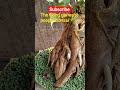"Living Ganesha Bonsai 😲🌳 #Shorts".#miracle #peepalbonsai #livingganesha
