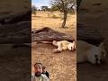 elephant saves the lioness #lion #eliphent #shorts
