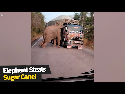 Hungry elephant holds up trucks to steal pieces of sugarcane | Wild elephant encounter