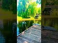 #ducklife #nature #relaxingmusic #relaxing #almere #netherlands #duck