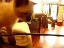 Watch the video about Siamese Manx Kitten plays with feather toy