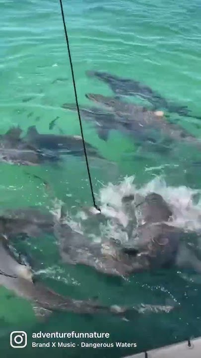 Shark feeding Key West, FL #sharks #shark #sharkweek #sharksquad #