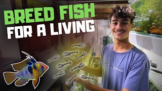How I Breed Fish for a Living (and How You Can Too)